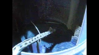 Машина для дражирования и инкрустирования семян