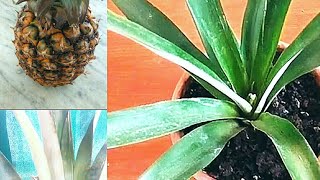 #ananas 
 غرس الأناناس في البيت ، تابعو معي مراحل تطور النبتة Planter un ananas à partir du fruit