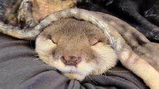 重りのように足に絡まったカワウソが解けずそのまま寝てしまうまで Otter entangled in legs like weights