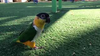 Parrot Caique Martin walk in the park / Попугай каик Мартин гуляет в парке на травке