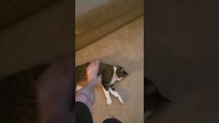 Giving my cat a foot rub