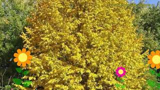 Липа монгольская Харвест Голд. Краткий обзор, описание характеристик tilia mongolica Harvest Gold