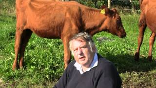 Lars-Håkan Halldin samtalar i hagen med kossor och kalvar