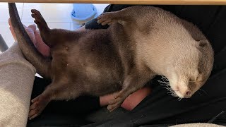 カワウソさくら カワウソ猫飼い主３人でマジでただダラダラした Lazy with otter, cat and their owner