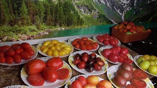 ЛУЧШИЕ СОРТА ТОМАТОВ! Их много... 