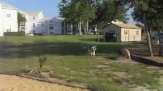 Doglando - Preserving Man's Best Friendship
