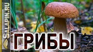 Грибы: боровики (белые), подосиновики, тихая охота 2016 г.