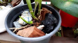 Organização das orquídeas(atualização)