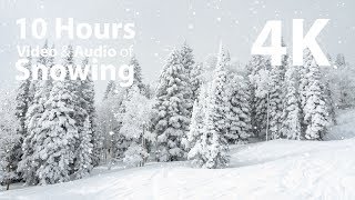 4K HDR 10 hours - Snowing on trees - relaxing, gentle, calming