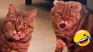 Best Funny Pet Videos Of The Month - Dogs ???? And Cats ???? Doing Cute Things