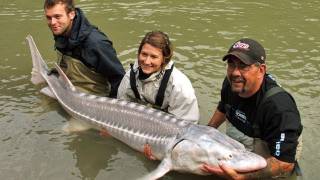 Fishing with Rod: First white sturgeon