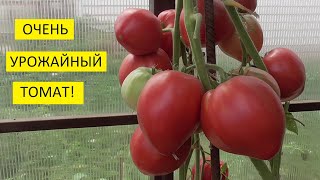 Лучшие коллекционные сорта томатов. Томат Яша Югославский. №372. Урожайный, вкусный, красивый!