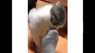 Кот не выдержал нюхать носок хозяина и скорчился