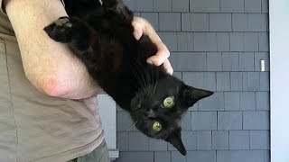 The Joys Of Being Owned By A Black Cat