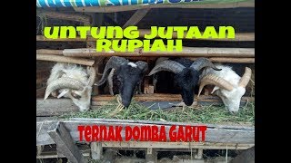 PENGGEMUKAN DOMBA GARUT