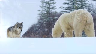 Волк в Деле! Встреча с Огромным Полярным Медведем...