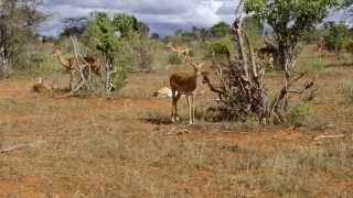 Safari Kenya tsavo east, Antelope 2013/восточный цаво, сафари Кения 2013,антилопы