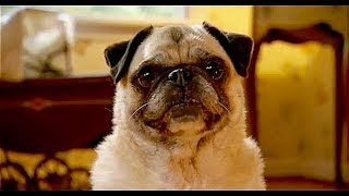 Dog Gone ... cute pug dog in funny short film