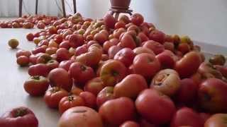 Томатные горы Помидорные берега Реки томатного сока 07 09 2014