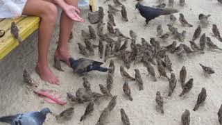 The girl feeds the sparrows from her hands. Девочка кормит воробьев с руки . Где ты еще такое видел?