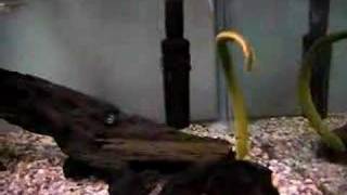 アミメウナギ