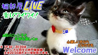 猫部屋LIVE楽しくワイワイ #76 やんちゃ猫と楽しく