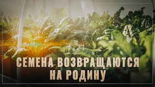 Процесс пошёл! Внезапно оказалось, что Россия НЕ зависит от импортных семян