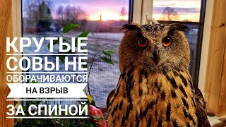 Сове Ёлке не дали досмотреть закат из окошка. Ветер разлохматил сову