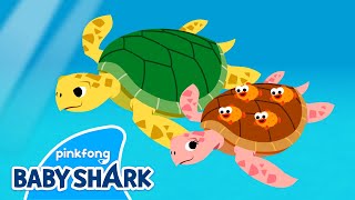 Tooty Ta Sea Turtle | Sea Animals Song | Baby Shark and Sea Animals 