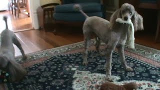 Play Time For The Poodles