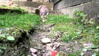 56016 M26 Pershing bunny chase 1