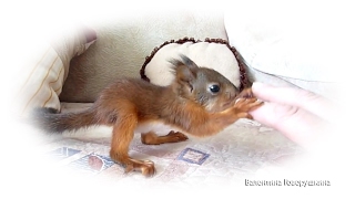 Baby squirrel Noble. Бельчонок Нобель. Учимся играть. 手工蛋白質