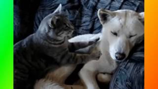 Смешное видео о животных.Прикольное видео о животных.Забавное видео о животных.