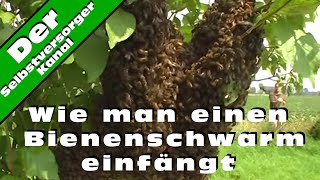Wie man einen Bienenschwarm einfaengt