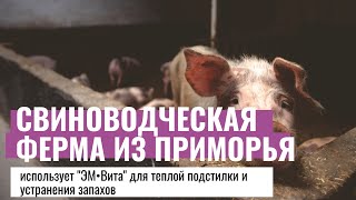 Свиноводческая ферма Приморский край