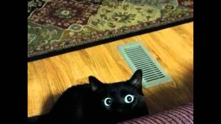 Black cat's eyes dilate!
