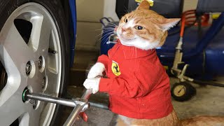 Best Funny Cats ???? And Dogs ???? Reactions - Try Not To Laugh Videos!