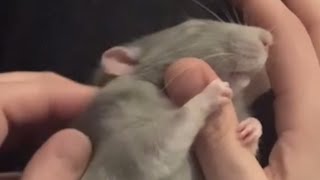 Rat wags tail just like a dog