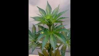 Full Grow clip - Pictures from Seed to Bloom