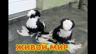 БУХАРСКИЕ ГОЛУБИ АЙДИНА КАРАЛЫЧА