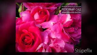 Саженцы роз - Антон Чехов
