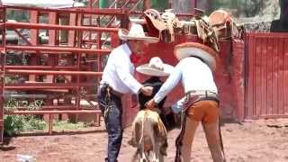 IKER MONTANDO BECERRO MAYO 2014