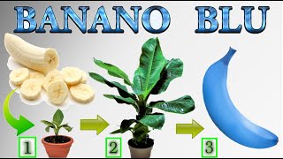 BLU BANABO, fai nascere una piantina in casa