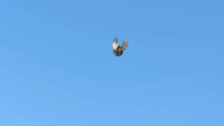 Николаевские голуби (high flying pigeons)