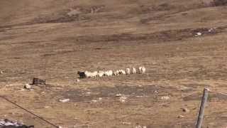 L'attaque des loups