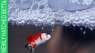 HUNDREDS OF NEWLY HATCHED BABY BETTA KOI'S [10TH DAY UPDATE]