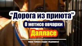 О метисе овчарки Далласе. "Дорога из приюта".