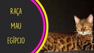 RAÇA MAU EGÍPCIO - SAIBA TUDO SOBRE ELE