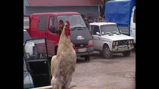 Николаевские голуби.Pigeon.Ярмарка Великие Копани.2013.