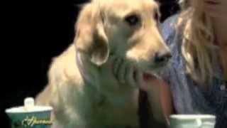 Special Dog - Monge